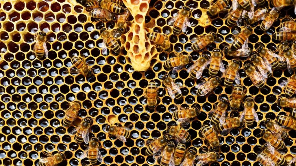 De nombreux produits de la ruche sont bénéfiques