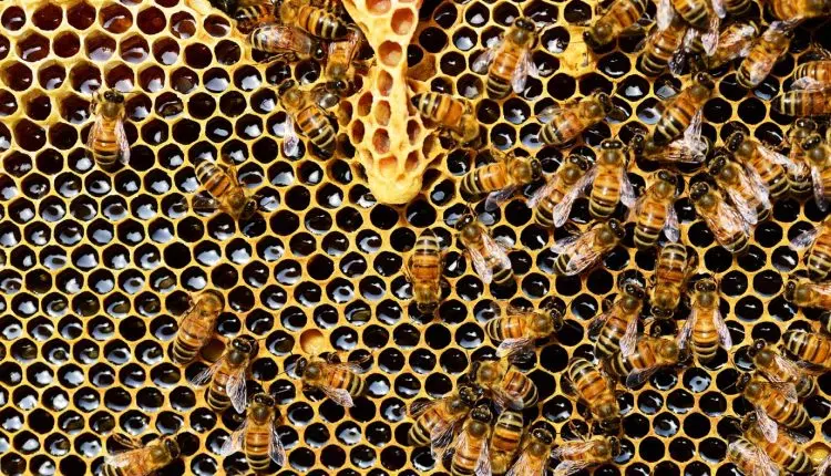De nombreux produits de la ruche sont bénéfiques