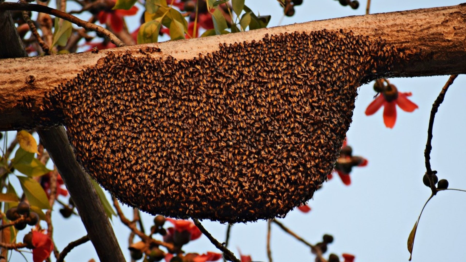 Quels sont les bienfaits de la propolis ?