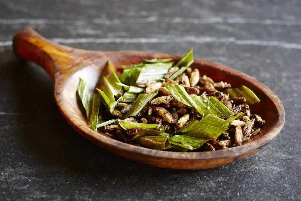 recettes insectes