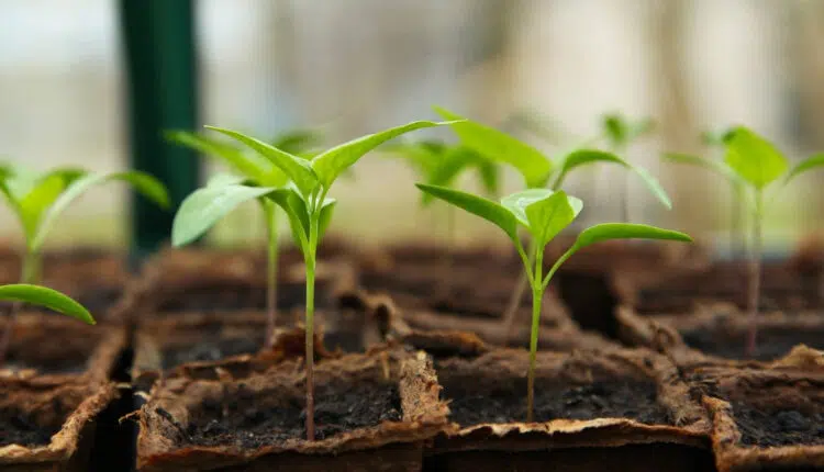 Une pépinière dispose d'une immense variété de plantes, salades, herbes aromatiques... 