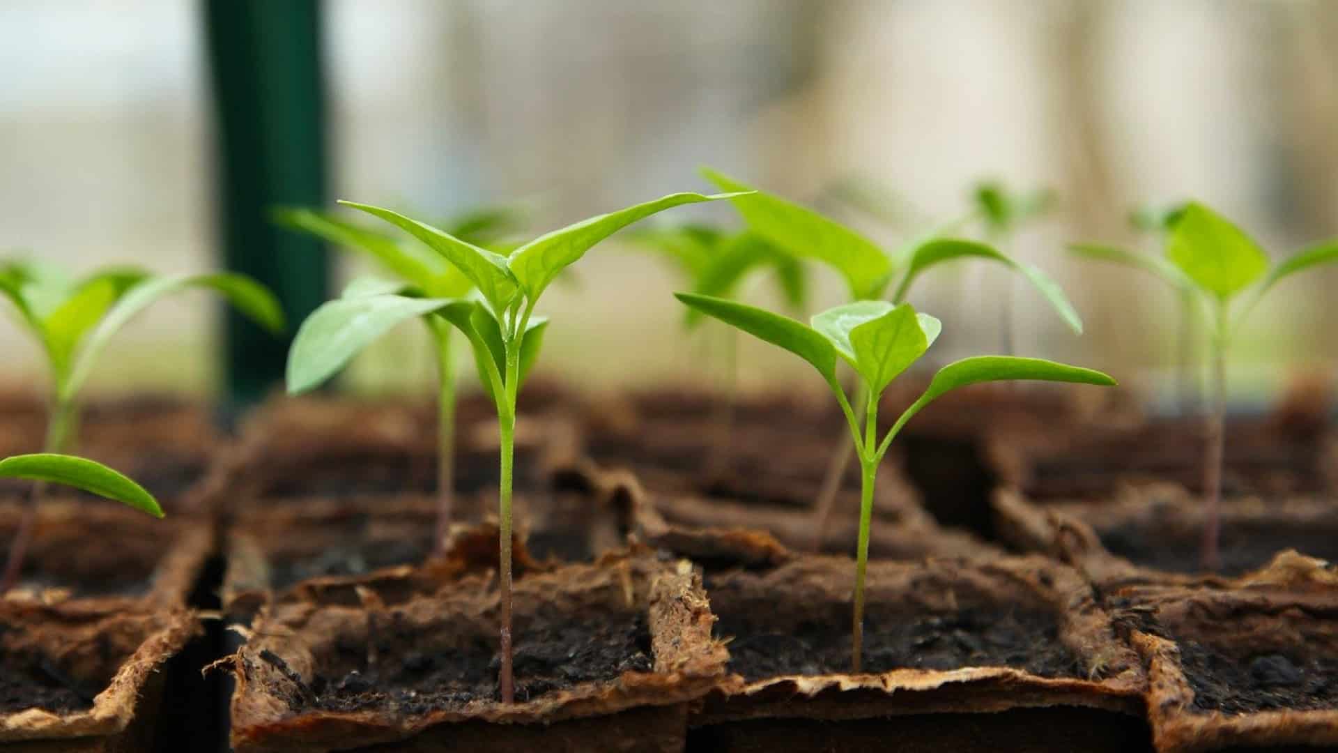 Une pépinière dispose d'une immense variété de plantes, salades, herbes aromatiques...